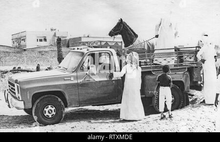 Acquisto e trasporto di un castagno scuro stallone arabo da Al-Qatif / Qatif, Provincia Orientale, Arabia Saudita di Abqaiq, un Aramco composto nel 1983. Foto Stock