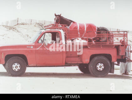 Acquisto e trasporto di un castagno scuro stallone arabo da Al-Qatif / Qatif, Provincia Orientale, Arabia Saudita di Abqaiq, un Aramco composto nel 1983. Foto Stock