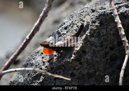 Brown anole estendendo la sua giogaia, Anolis sagrei, Oahu, Hawaii, STATI UNITI D'AMERICA Foto Stock