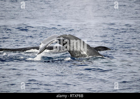 Coda di Humpback Whale, Megaptera novaeangliae, Maui, Hawaii, STATI UNITI D'AMERICA Foto Stock