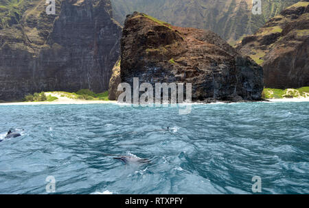 Spinner delfini Stenella longirostris, lungo la valle di Honopu, Costa di Na Pali, Kauai, Hawaii, STATI UNITI D'AMERICA Foto Stock