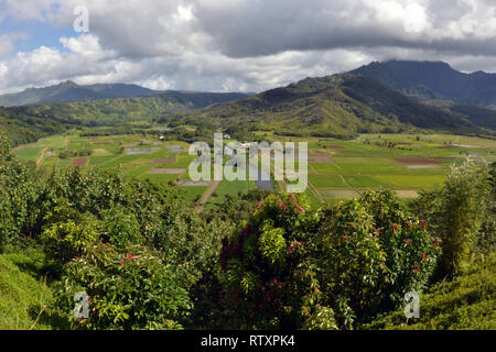 Tradizionale hawaiiano piantagione di taro, Colocasia esculenta, famiglia Araceae, visto da th Valle di Hanalei Lookout, Kauai, Hawaii, STATI UNITI D'AMERICA Foto Stock