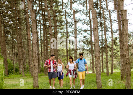 Il gruppo di quattro amici escursionismo insieme attraverso una foresta al giorno di sole Foto Stock