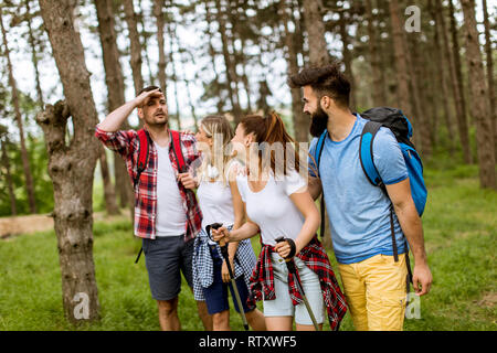 Il gruppo di quattro amici escursionismo insieme attraverso una foresta al giorno di sole Foto Stock