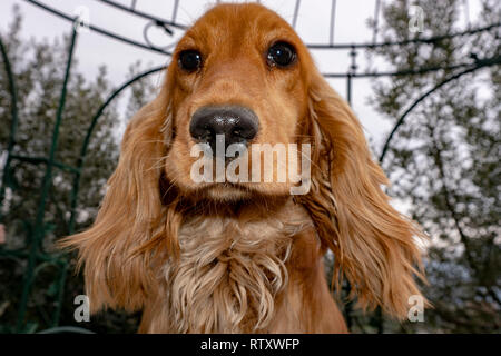 Bambino adorabile cucciolo di cane cocker spaniel ritratto guardando a voi nel cortile Foto Stock