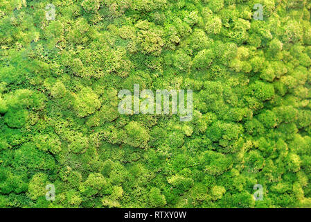 Sfondo verde. moss immagine di sfondo di close-up. Foto Stock