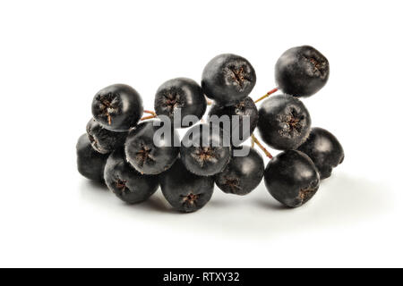 Dettagli su aronia (Chokeberry) Frutti con stelo, isolati su sfondo bianco Foto Stock