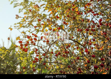 (Rosa canina Rosa canina Rosa Canina") arbusto, piccoli frutti rossi in rami con spine, illuminato dal sole di retroilluminazione. Tarda estate sfondo. Foto Stock