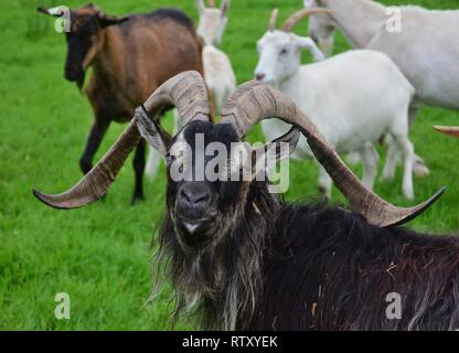 Ritratto di un imponente maschio di capra, cieca da un occhio, con lunghe corna e lungo cappotto. Altri caprini in background. Foto Stock