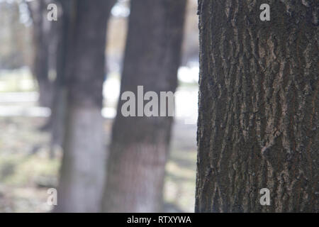 Texture di sfondo di corteccia di albero. La pelle la corteccia di un albero che tracce cracking. Foto Stock