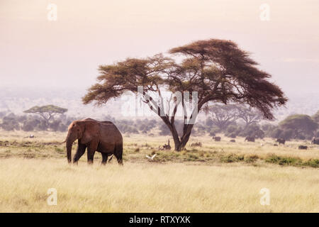 Passeggiate elefante passato un albero di acacia in Amboseli National Park, Kenya e una garzetta vola dietro. La mattina presto luce con calore distoring haze la struttura ad albero Foto Stock