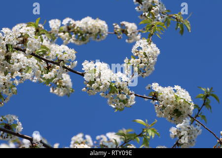 Fioritura in primavera Foto Stock