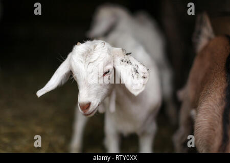 Bianco giovane capretto, offuscata fienile stabile in background. Dettagli sulla testa. Foto Stock