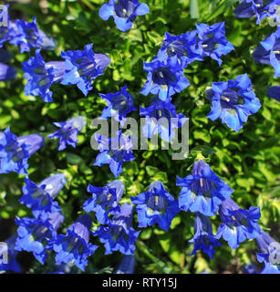 Primo piano della blue campanula (Campanula) fiori nel giardino. Foto Stock