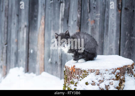 Poco senzatetto gattino smoky colore siede su un log Foto Stock