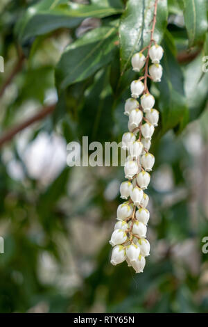 Un piccolo gruppo di bianco a forma di campana fioriture di un giapponese di statismo andromeda tra il fogliame. Foto Stock