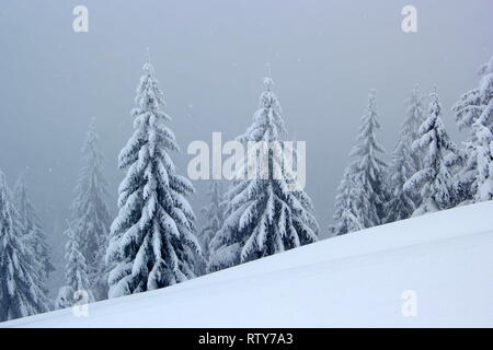 Vecchio abeti monumentali in ventoso, misty giornata invernale Foto Stock