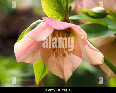 Primo piano di un bel colore rosa l'Elleboro fiore con ciuffo di stami gialli e antere Foto Stock