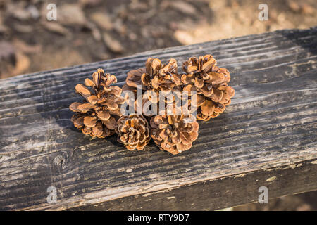 Aprire mature pigne sulla panca in legno Foto Stock