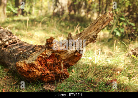 Dettagli sul piccolo albero del bolo del tronco spezzato la posa in foresta, sun accesa erba intorno. Foto Stock