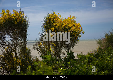 Ginestra dal mare da Eastbourne Foto Stock