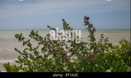 Fiori sulla spiaggia da Eastbourne Inghilterra Foto Stock