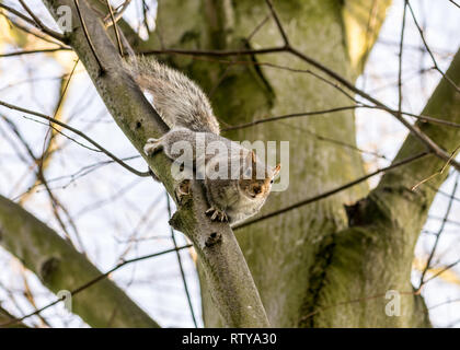 Scoiattolo grigio nella struttura ad albero Foto Stock