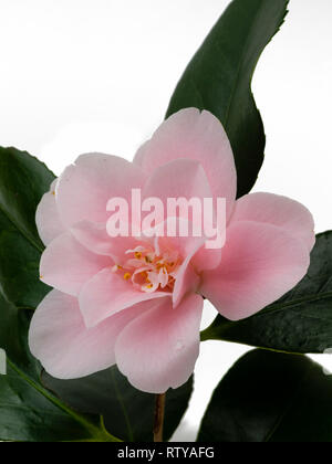 Unico fiore del semi double Pink Camellia japonica 'Magnoliaeflora' su sfondo bianco Foto Stock