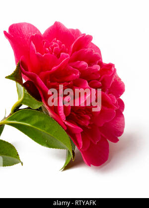Unica fioritura della peonia centrato Camellia x williamsii 'Anticipazione' su sfondo bianco Foto Stock