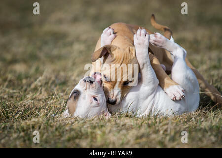 Cuccioli di tipo Bulldog che giocano Foto Stock