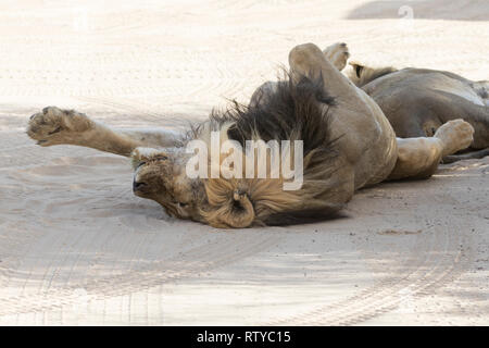 Di cui torna il vecchio leone del Kalahari, Panthera Leo, Kgalagadi Parco transfrontaliero, Northern Cape, Sud Africa giacente dormire sul suo dorso sulla strada di sabbia in ombra Foto Stock