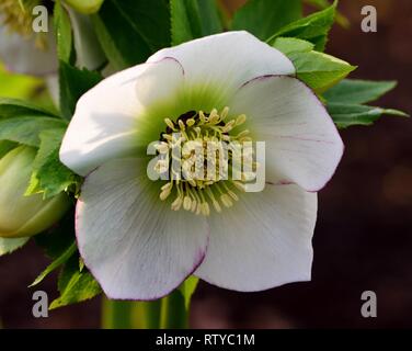 Primo piano della l'elleboro bianco fiore Foto Stock