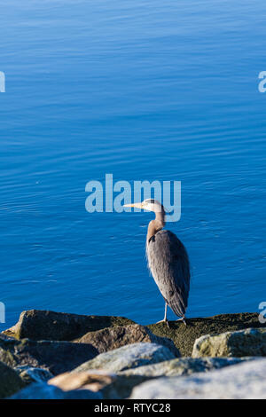 Airone blu in piedi su una roccia contro un blu sfondi Foto Stock