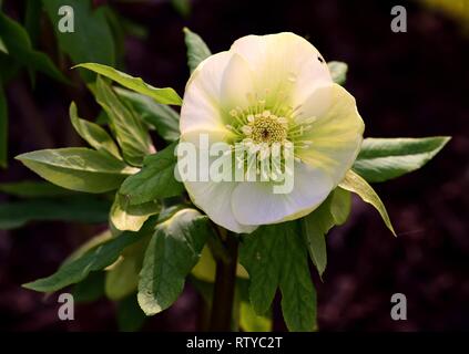 Primo piano della l'elleboro bianco fiore Foto Stock