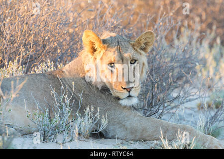 Kalahari Lion Panthera Leo, Kgalagadi Parco transfrontaliero, Northern Cape, Sud Africa. Giovane maschio in appoggio su di una duna di sabbia al tramonto guardando la fotocamera Foto Stock