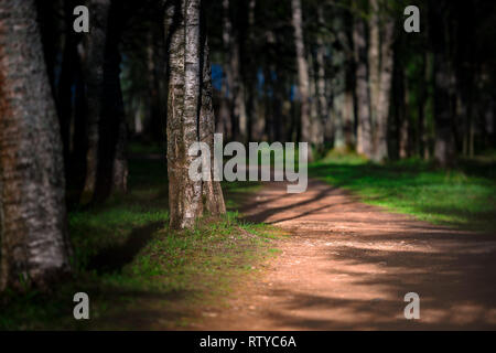 Emplty sabbia curvo del percorso di foresta al tramonto o l'alba. Gli alberi ai lati della strada. Foto Stock