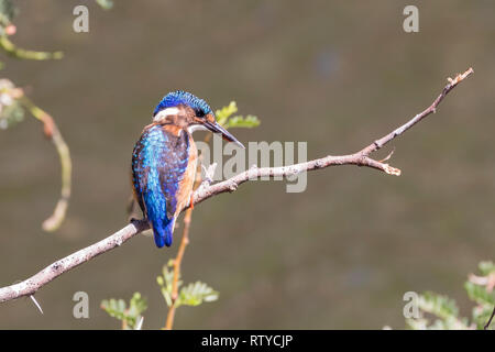 Malachite Kingfisher, (Alcedo cristata) giovane arroccato su un ramo di una diga. Piccolo, dai colori vivaci, 14cm, estate Foto Stock