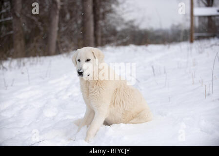 Custode di allevamento cani su allevamento di capre Foto Stock