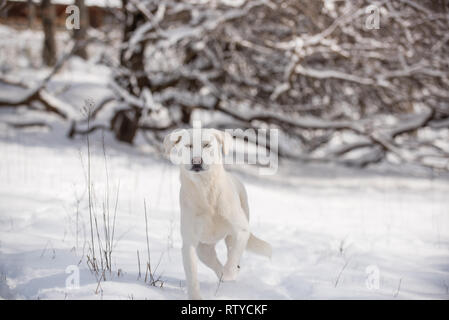 Custode di allevamento cani su allevamento di capre Foto Stock