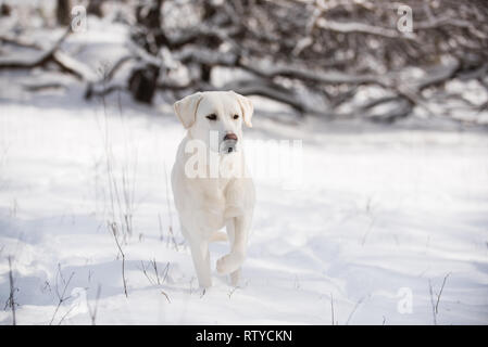 Custode di allevamento cani su allevamento di capre Foto Stock