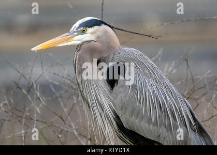 Chiudi profilo di airone blu wildlife bird mantenendo il più possibile fermo in cerca di cibo da foraggio, Foto Stock