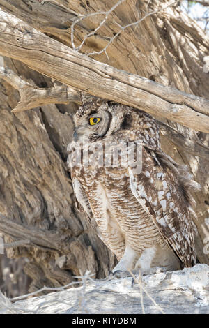 Gufo dell'aquila macchiato (Bubo africanus) mimetizzato arroccato in un albero, Capo del Nord, Kalahari, Sudafrica Foto Stock