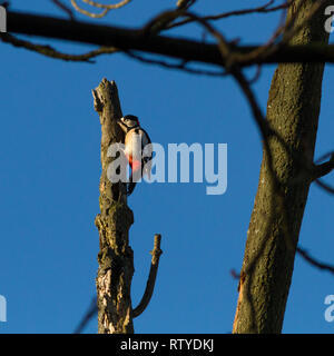 Maschio di Picchio Rosso (Dendrocopos major) apparentemente addormentato su un albero morto il moncone Foto Stock