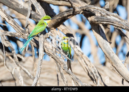 Swallow-Tailed Bee-Eater, Merops hirundineus, Kgalagadi Parco transfrontaliero, Northern Cape, Sud Africa appollaiato tree, bambini e adulti con gli insetti Foto Stock