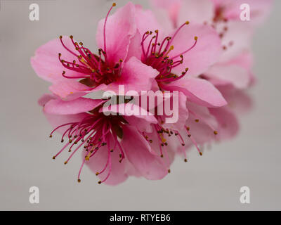 Primo piano di un bel colore rosa peach blossom con lunghi stami e antere su un ramo di albero con un muro bianco sullo sfondo Foto Stock