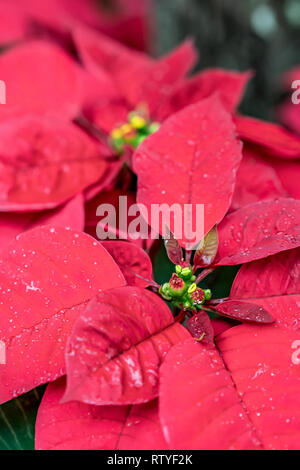 Il messicano Poinsettia, chiamato il fiore di Natale, è utilizzato in decorazioni di Natale, a causa del suo colore rosso vivo. Foto Stock