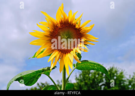 Una coppia di semi di girasole " Helianthus annuus " di altezza crescente contro una nube riempiva il cielo in un campo nel Canada occidentale. Foto Stock