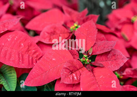 Il messicano Poinsettia, chiamato il fiore di Natale, è utilizzato in decorazioni di Natale, a causa del suo colore rosso vivo. Foto Stock