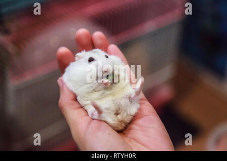 Carino affamati inverno femmina nana bianca di criceto (inverno nana bianca, Djungarian siberiano criceto) è sulla mano del proprietario, mangiare alimenti per animali domestici. Pet health care, f Foto Stock