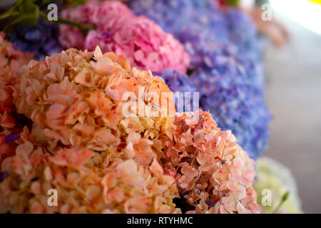 Naturale di splendidi fiori in toni pastelli (Peach, lila, rosa), splendidi bouquet floreali al fioraio. Concetto di primavera. Foto Stock